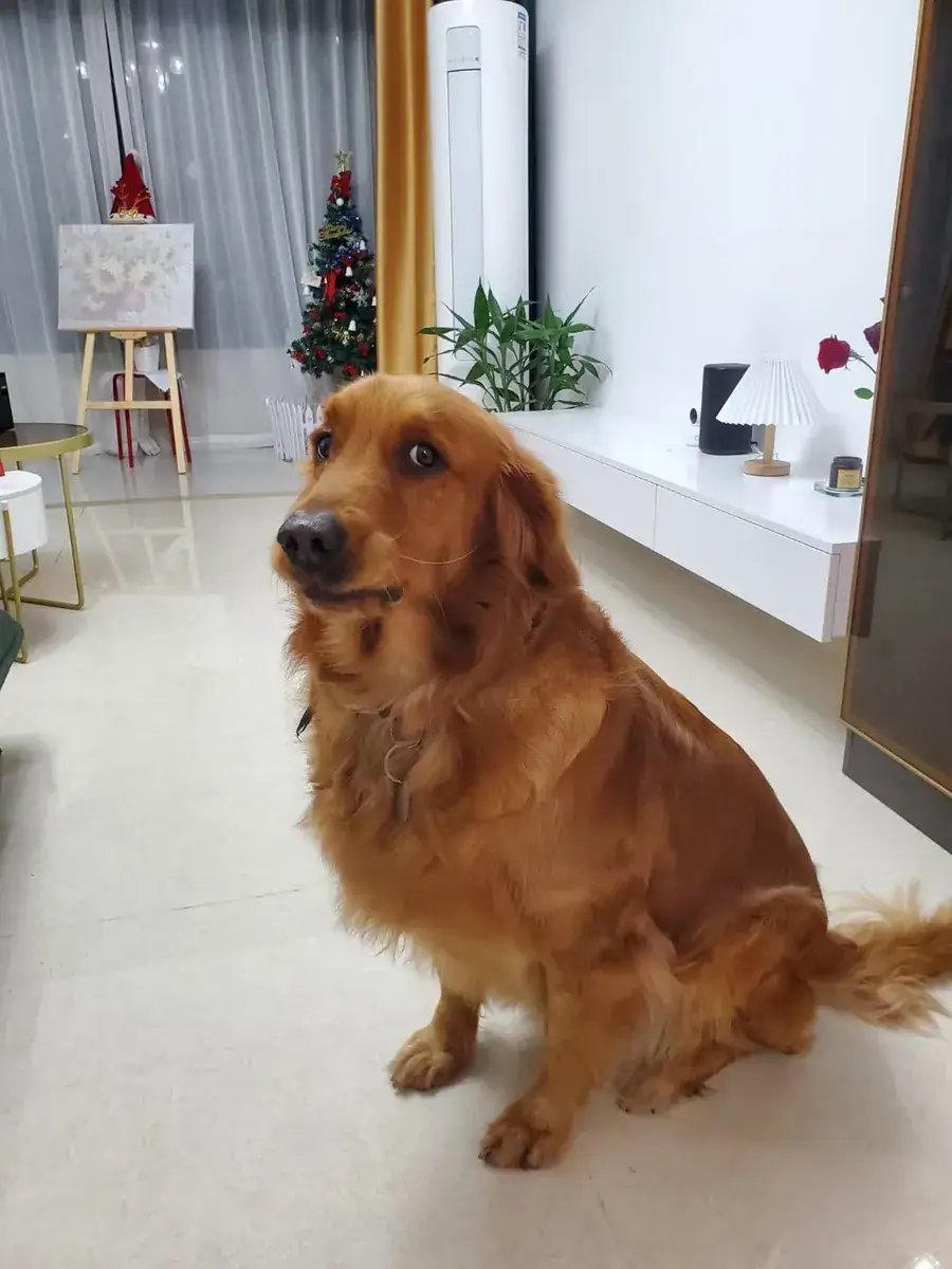 2021.12.23 平安夜布置家里